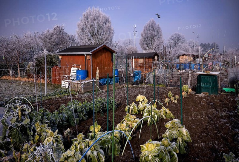 Vegetable growing, cabbage, garden house, garden shed, allotment garden, allotment garden site, allotment garden, hoarfrost, hoarfrost, winter, wintry, Schmiden near Fellbach, Baden-Württemberg, Germany