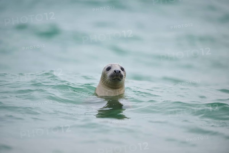 Grey seal (Halichoerus grypus) looking out of the water while swimming in the sea, Düne, Helgoland, Schleswig-Holstein, Germany