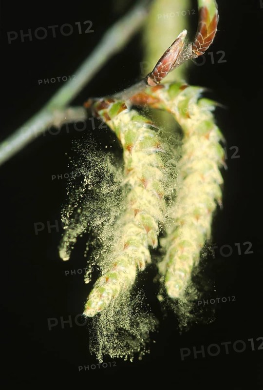 Hazelnut bush (Corylus avellana) Pollen from the flower catkins of the hazelnut bush, North Rhine-Westphalia, Germany