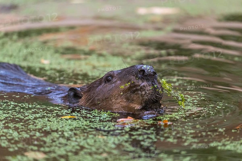 One North American beaver or Canadian beaver, Castor canadensis, swimming through a pond covered with green Lemna minor, the common duckweed