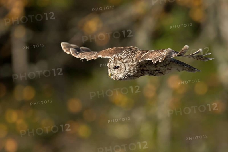 Tawny Owl (Strix aluco) flying, North Rhine-Westphalia, Germany