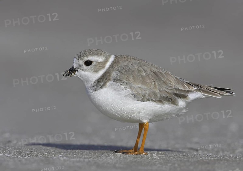 Piping Plover (Charadrius melodus), Florida, USA