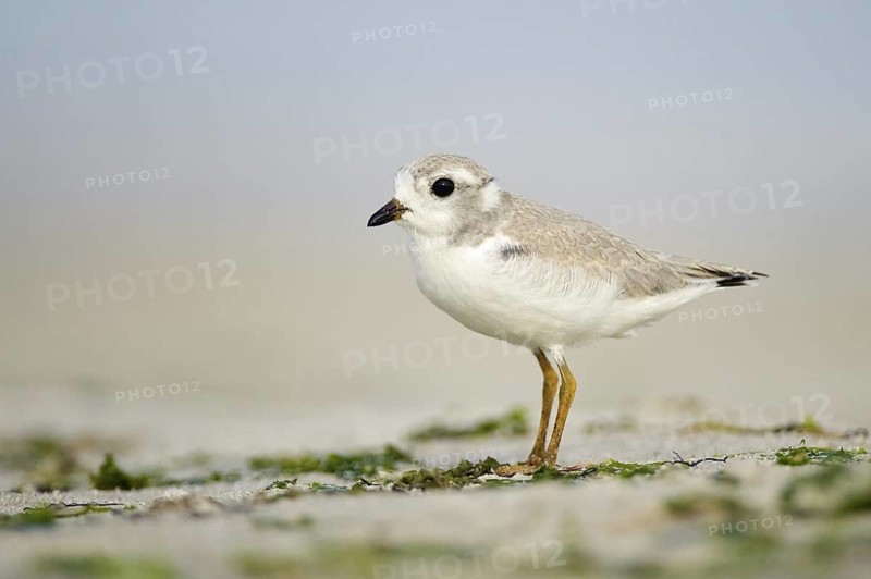 Piping Plover (Charadrius melodus), Texas, USA