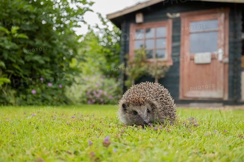 European hedgehog (Erinaceus europaeus) adult animal on a garden grass lawn in spring with a shed in the background, England, United Kingdom