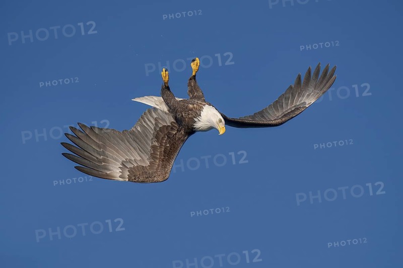 Bald Eagle (Haliaeetus leucocephalus) hunting, Alaska, USA