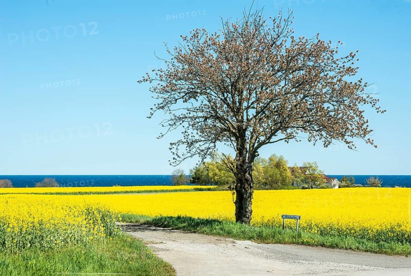 Tree at small country road through blooming rapeseed fields and with the Baltic Sea behind at Brantevik, Simrishamn municipality, Skåne County, Sweden, Scandinavia