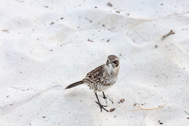 Galápagos mockingbird (Mimus parvulus, syn.: Nesomimus parvulus), Galapagos, Ecuador