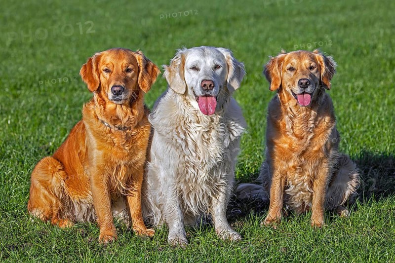 Golden retriever dog with cream coloured coat sitting outside amongst two golden retrievers in garden