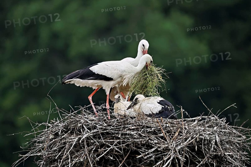 White stork (Ciconia ciconia), pair with nesting material in beak with two chicks standing on eyrie, Canton Aargau, Switzerland
