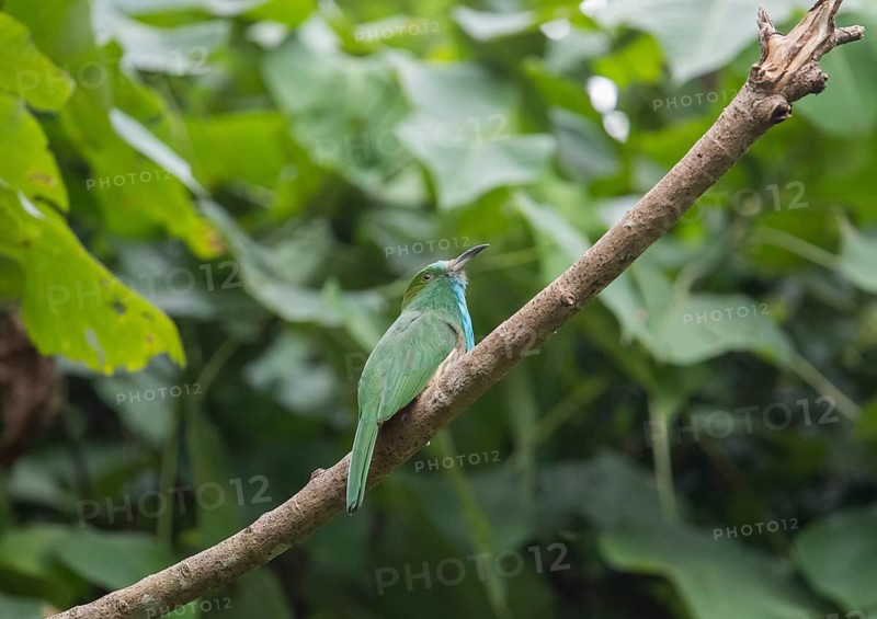 Bluebearded Bee Eater (Nyctyornis athertoni), Kaeng Krachan National Park, Thailand