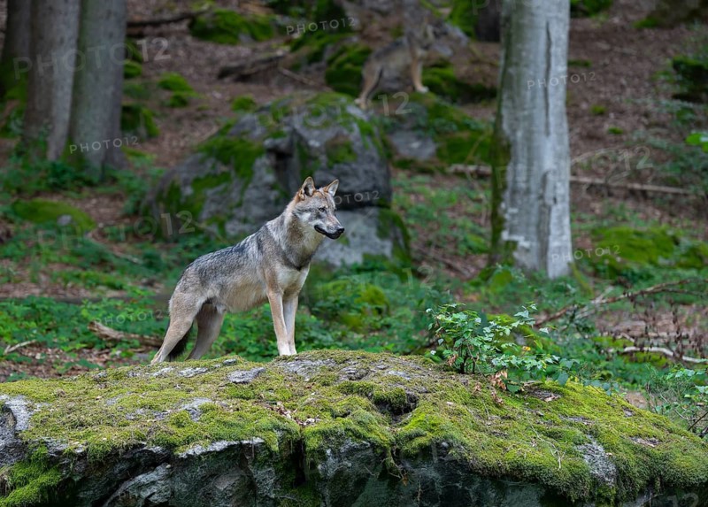 Wolf (Canis lupus) standing on a moss-covered rock and looking attentively, captive, Bavarian Forest National Park, Bavaria, Germany