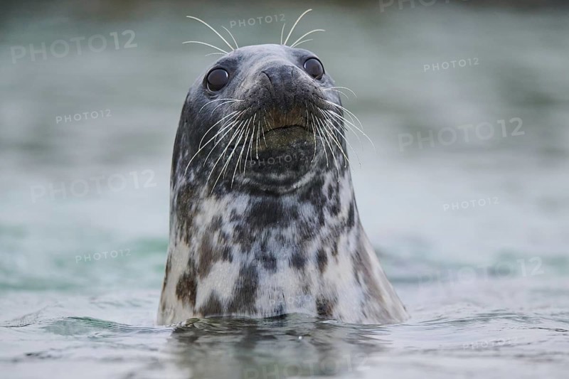 Grey seal (Halichoerus grypus) looking out of the water while swimming in the sea, Düne, Helgoland, Schleswig-Holstein, Germany