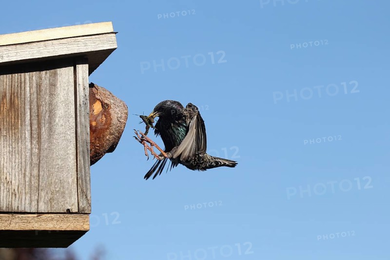 Starling (Sturnus vulgaris) flies to the nesting box in the garden with food in its beak, Allgäu, Bavaria, Germany, Allgäu, Bavaria, Germany