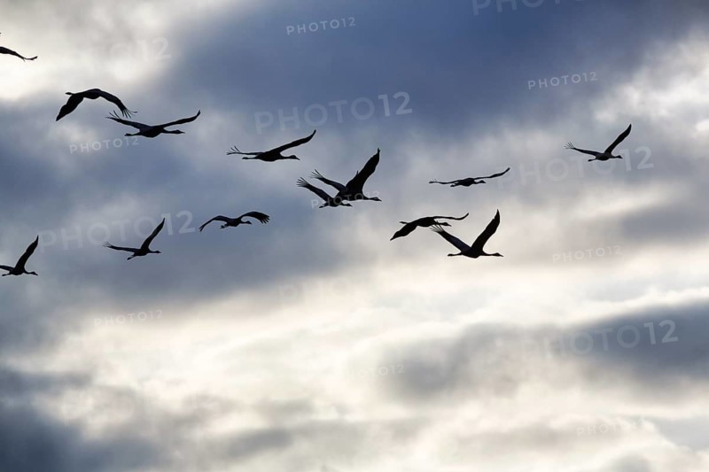 Cranes flying, grey crane (Grus grus), bird migration, silhouettes in the evening sky, Rehdener Geestmoor, Diepholzer Moorniederung, Dümmer nature park Park, Diepholz, Lower Saxony, Germany