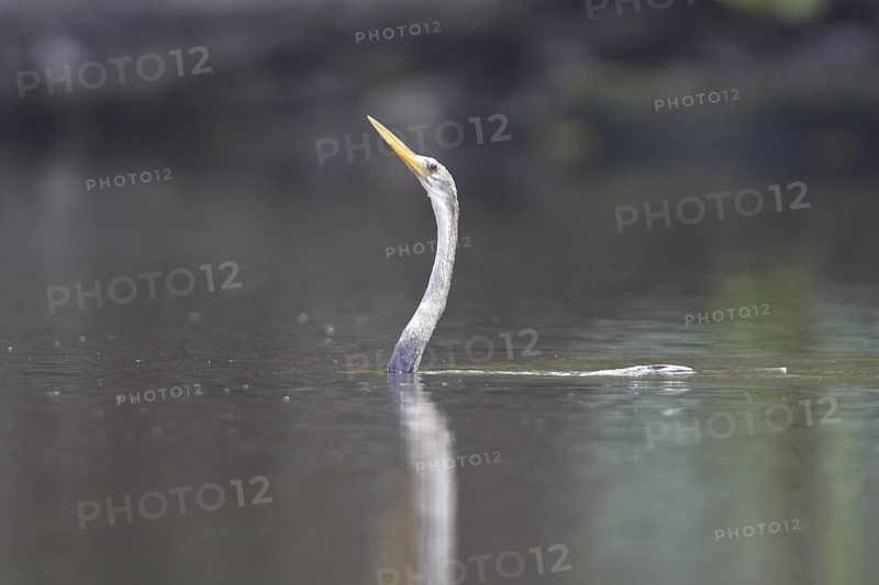 Anhinga (Anhinga anhinga), Ecuador