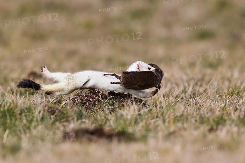 Short-tailed Weasel (Mustela erminea) running with Water Vole (Arvicola amphibius) prey, Hesse, Germany