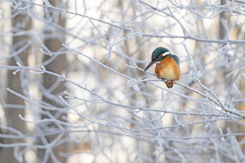 Kingfisher (Alcedo atthis) on its perch, Schlitters, Tyrol, Austria