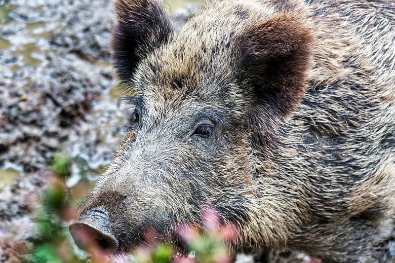 Wild boar (Sus scrofa) in the wallow, portrait, captive, Olderdissen Zoo, Bielefeld, Teutoburg Forest, East Westphalia-Lippe, North Rhine-Westphalia, Germany