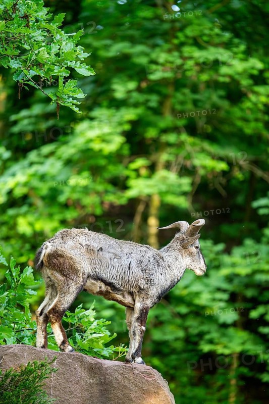 Bharal (Pseudois nayaur), standing on a rock, Bavaria, Germany