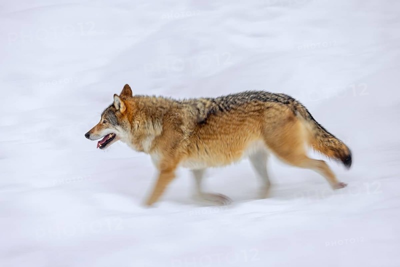 Motion blurred solitary Eurasian wolf, European grey wolf (Canis lupus lupus) running in the snow in winter