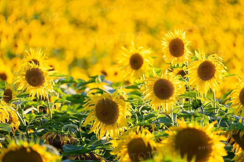 Sunflower (Helianthus annuus), field, agricultural plant, Ringgenbach, Meßkirch, Sigmaringen district, Upper Danube nature park Park, Baden-Württemberg, Germany