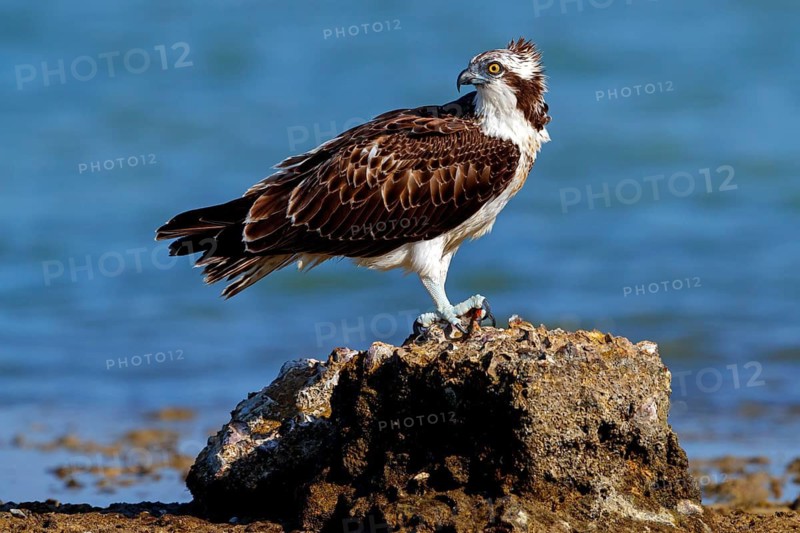 An osprey looking for food, (Pandiaon haliaetus), family of birds of prey, biotope, habitat, standing on a stone in the water, Raysut, Salalah, Dhofar, Oman