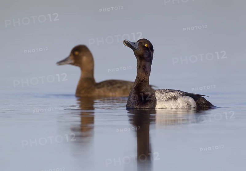 Lesser Scaup, male and female