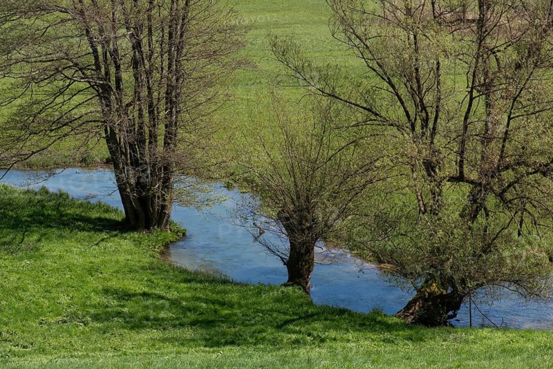 Black alders (Alnus glutinosa) and willows (Salix) by a river in spring, Franconia, Bavaria, Germany