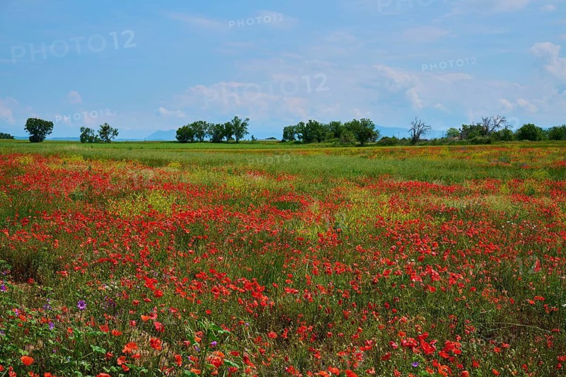 Flower meadow with poppies (Papaver), trees in the background and a slightly overcast sky, summer, Valensole, Alpes-de-Haute-Provence, Provence-Alpes-Cote d'Azur, France