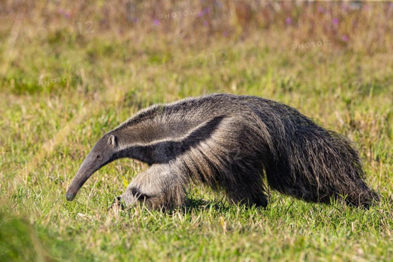 Giant anteater (Myrmecophaga tridactyla) Pantanal Brazil