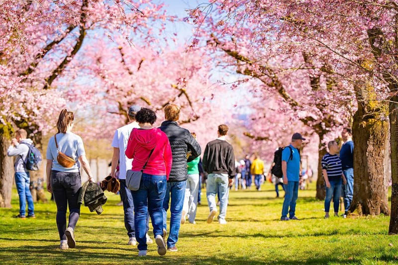 People strolling relaxed through an avenue of cherry trees on a sunny spring day, cherry blossom garden, Schwetzingen Palace, Germany
