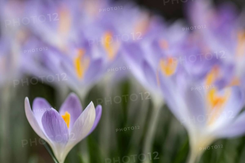 Elfin crocus (Crocus tommasinianus), Emsland, Lower Saxony, Germany