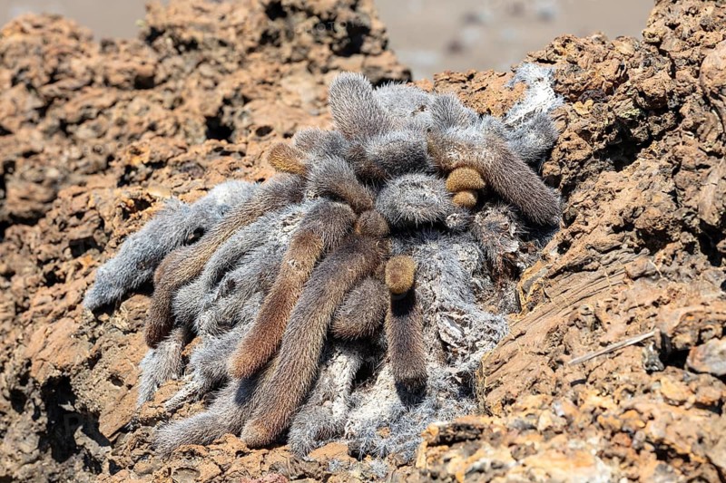 Brachycereus nesioticus (Cactaceae), Bartolome, Galapagos, Ecuador