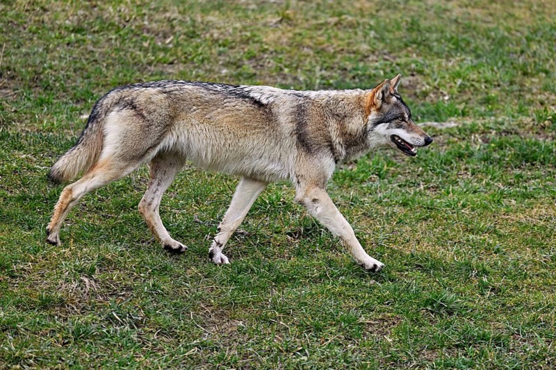 European gray wolf (Canis lupus lupus), running across meadow, captive, Switzerland
