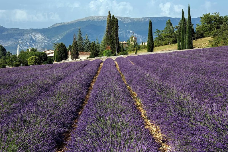 Lavender field, flowering true lavender (Lavandula angustifolia), Roumoules, Plateau de Valensole, Provence, Provence-Alpes-Cote d Azur, South of France, France