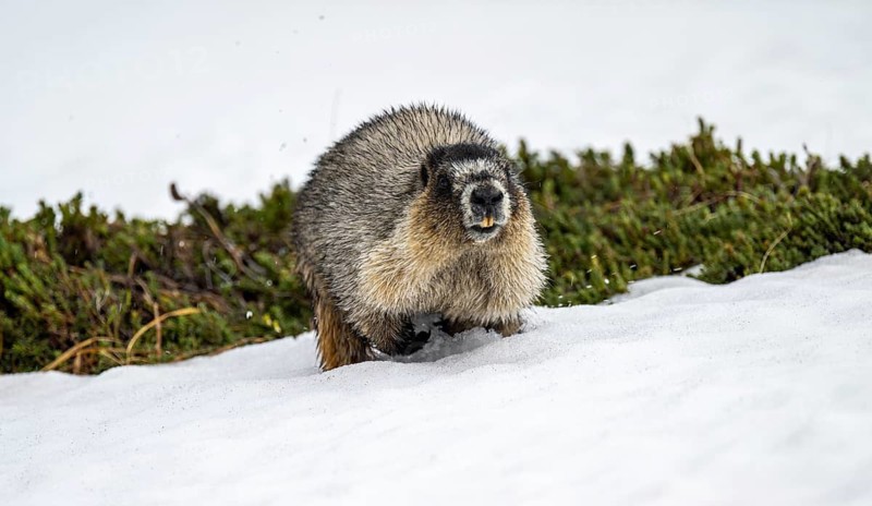 Hoary marmot (Marmota caligata) walking on snow in spring, Alaska, USA