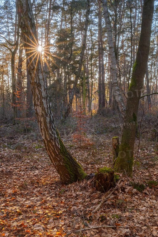 View through two mossy trees onto a young beech tree with dried leaves, foliage, backlight, sun star, portrait format, nature photo, evening light, forest, close-up, nature photo, Neustadt am Rübenberge, Lower Saxony, Germany