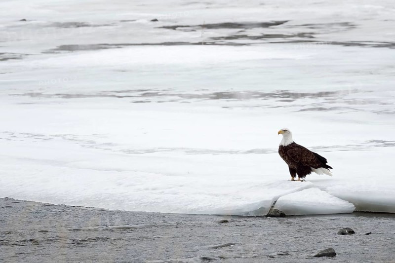Auf dem Eis am Fluss... Weisskopfseeadler *Haliaeetus leucocephalus*