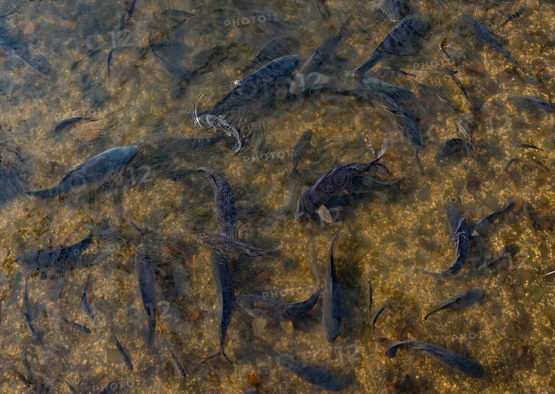 Fish pond with carp (Cyprinus carpio) in the Blockheide nature park Park near Gmünd, Waldviertel, Lower Austria, Austria