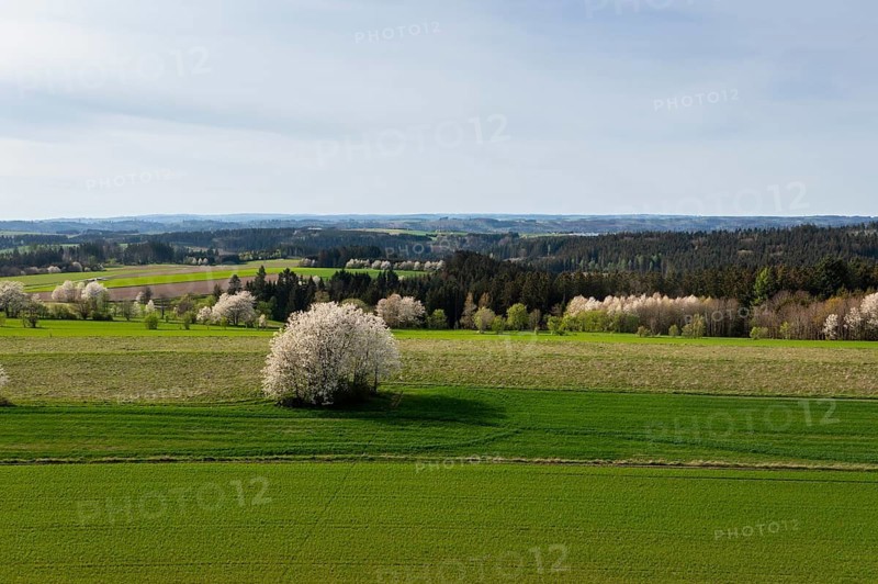 Landscape with blossoming trees, pear tree, near Steinwiesen, Franconian Forest, Thuringian Slate Mountains, Thuringia, Germany