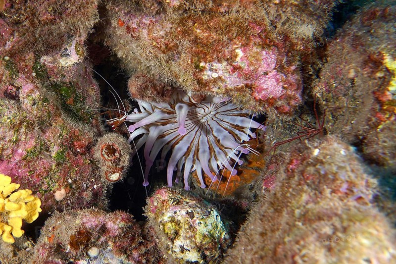 White club anemone (Telmatactis cricoides) with purple-coloured tentacles in a crevice. Dive site Roca Jolia, Las Galletas, Tenerife, Canary Islands, Spain
