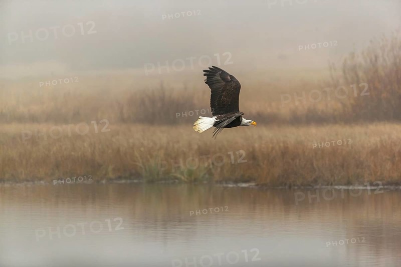 One Bald Eagle, Haliaeetus leucocephalus, flying over a small pond with reed gras on a foggy cold autumn day