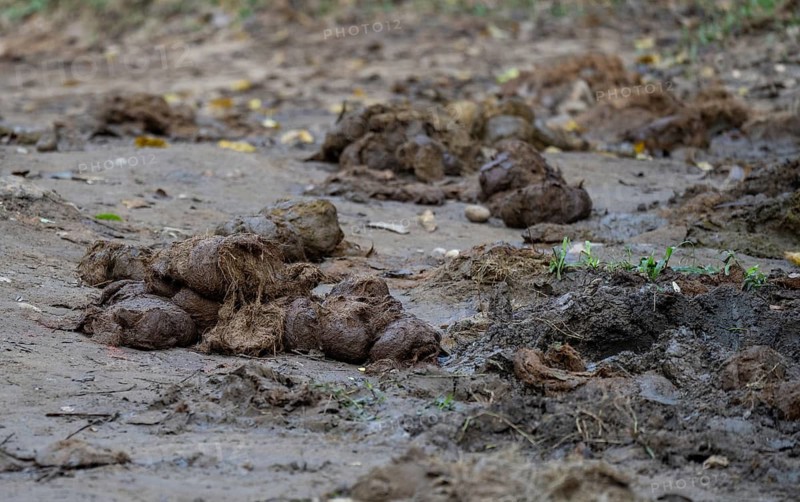 Elephant dung or poop spread on road