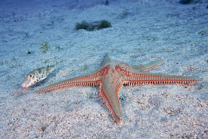 Astropecten aranciacus (Astropecten aranciacus) on sandy bottom, accompanied by a small pearled pufferfish (Sphoeroides spengleri), dive site Bufadero, Palm Mar, Tenerife, Canary Islands, Spain
