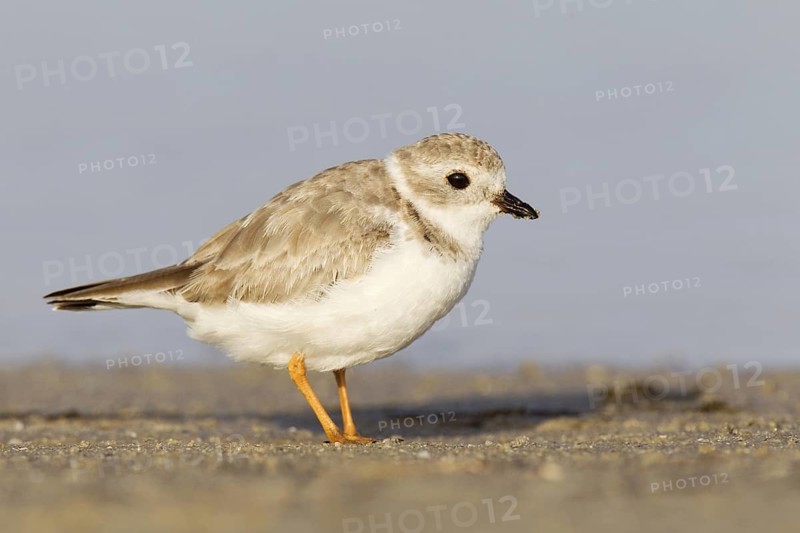 Piping Plover (Charadrius melodus), Florida, USA