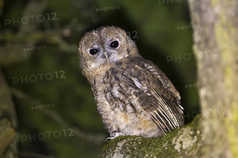 Tawny owl (Strix aluco), Westend Nord, Frankfurt am Main, Hesse, Germany