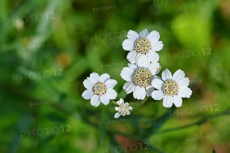 Yarrow, common yarrow (Achillea millefolium), flowers in a meadow, medicinal plant of the year 2025, medicinal herbs, Wilnsdorf, North Rhine-Westphalia, Germany