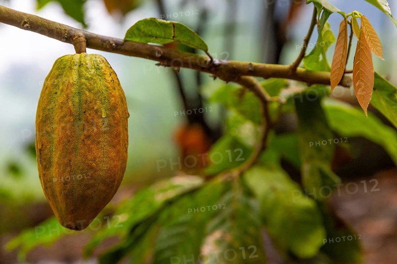 Cocoa fruit on a tree, cocoa (Theobroma cacao), Costa Rica