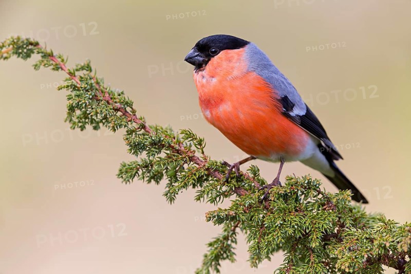 Gimpel, Dompfaff, Northern Bullfinch, Bullfinch, Eurasian Bullfinch, Common Bullfinch, Pyrrhula pyrrhula, Bouvreuil pivoine, Camachuelo Común