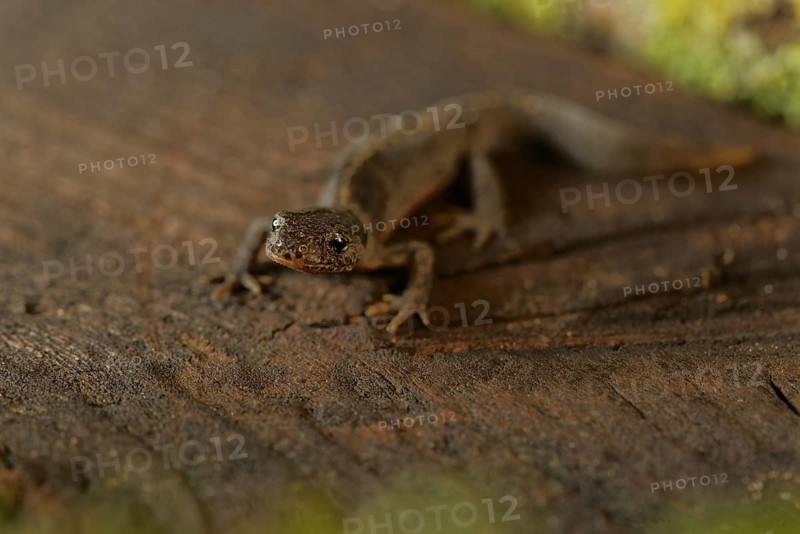 Alpine newt. leaves and lichens. Hessen, Germany